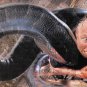Anaconda Movie Collection