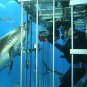 Open Water Movie Collection
