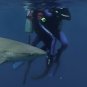 Open Water Movie Collection