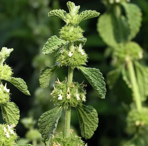 Horehound (Marrubium Vulgare) Seeds – 100+ Non-GMO, Medicinal Herb, Easy To Grow | USA