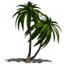 Palm tree