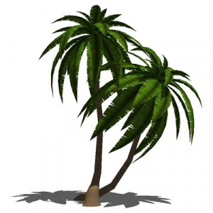Palm tree