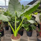 1 Live Plant Borneo Giant Elephant Ear
