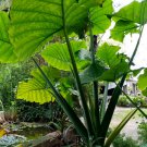 1 Live Plant Thailand Giant Elephant Ear