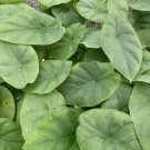 1 Live Plant Silver Giant Elephant Ear