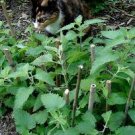15 CATNIP FRESH HERB SEEDS