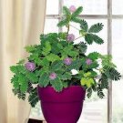 Dwarf Mimosa pudica Sensitive Plant Tree 10 Seeds for planting