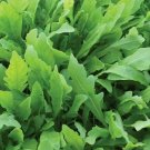 1000 ARUGULA Vegetable Seeds For Planting
