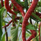 50 RED CAYENNE PEPPER Vegetable Seeds For Planting