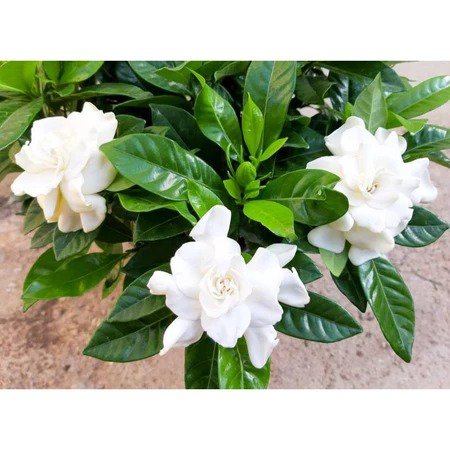 100 Gardenia Flower Seeds for Garden