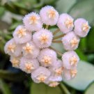 100 Hoya Lacunosa Flower Seeds for Garden