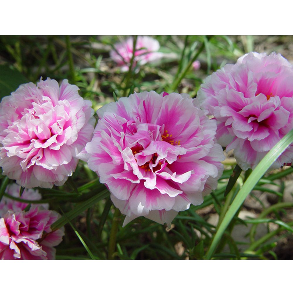 500 Rose Portulaca Flower Seeds for Garden