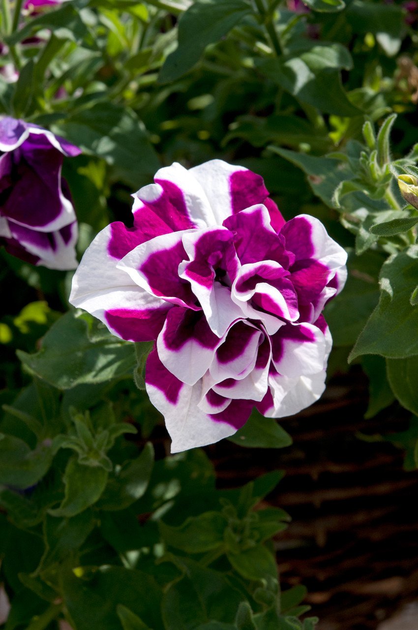 200 Purple Sky Black Petunia Flower Seeds for Garden
