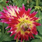 20 Tahiti Sunrise Red Yellow Dahlia Flower Seeds for Garden