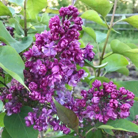 50 Hydrangea Paniculata 'Vanilla Fraise' Flower Seeds for Garden