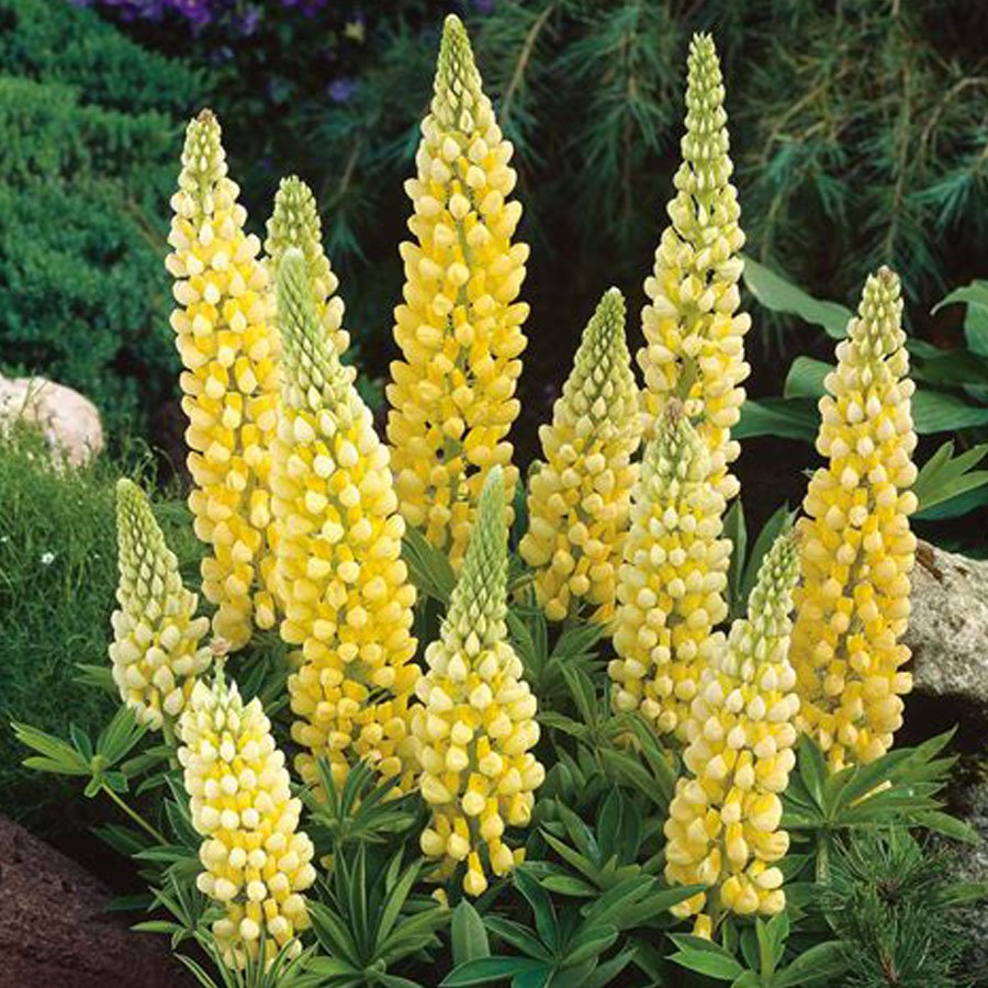 15 Yellow Lupinus Flower Seeds for Garden