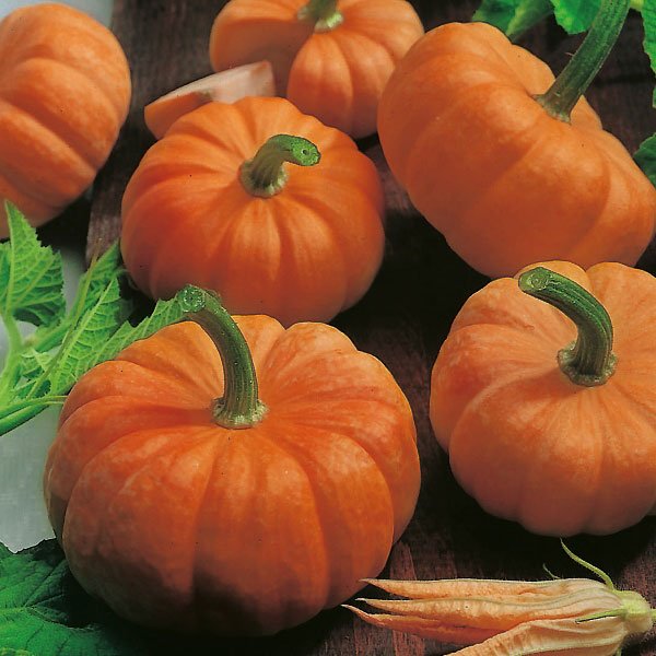 10 Orange Jack Be Little Pumpkina Vegetable Seeds for Garden