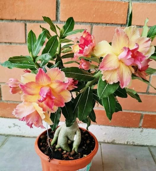 2 Colorful Grafting Adenium Obesum Desert Rose Flower Seeds for Garden