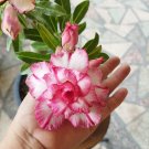 2 Blood White Adenium Desert rose Flower Seeds for Garden