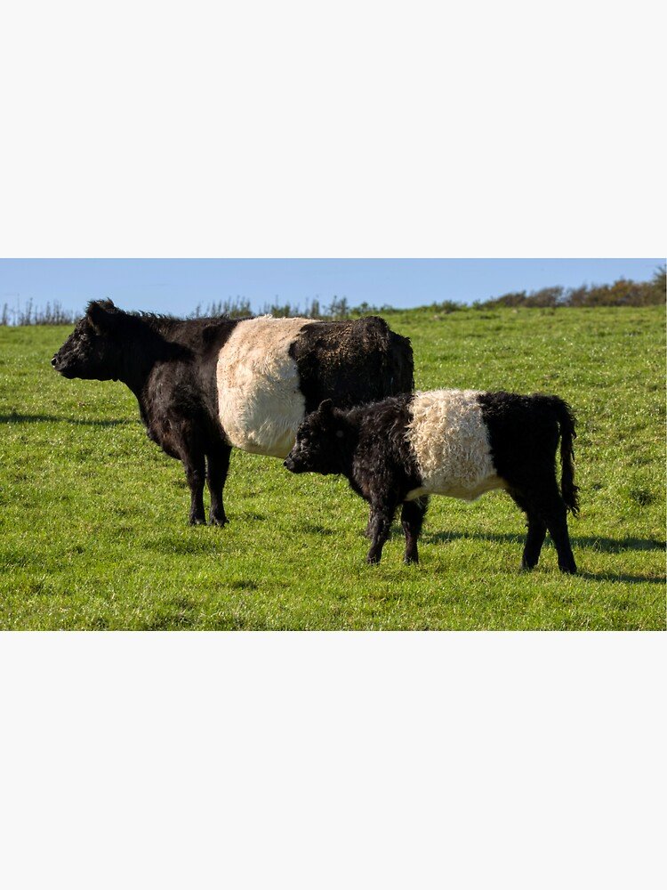 Belted Galloway Cattle Bucket Hat