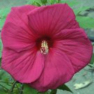 SULTRY KISS Hardy Hibiscus -- Plant in 4.5" pot