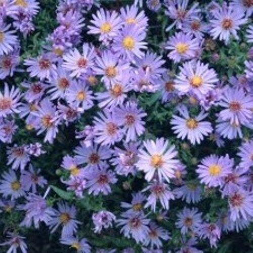 sun aster WOODS BLUE compact short native flowers 2.5" pot = 1 Live Potted Plant