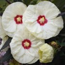 FRENCH VANILLA Hardy Hibiscus -- Plant in 4.5" pot