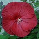 CRANBERRY CRUSH Hardy Hibiscus -- Plant in 4.5" pot