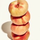 6 GALAXY DOUGHNUT PEACH FLAT DONUT (FF) Cutting Rooting Grafting SCION WOOD 10-12.