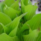 hosta TICKLE ME PINK small red gold disease-free 2.5" pot = 1 Live Potted Plant