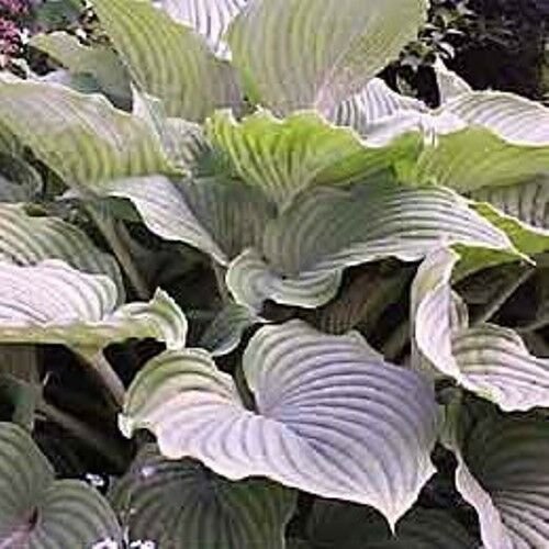 hosta KOMODO DRAGON large upright disease-free 2.5" pot = 1 Live Potted Plant