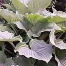 hosta KOMODO DRAGON large upright disease-free 2.5" pot = 1 Live Potted Plant