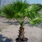 Starter Plant - Seedling Plant - Washingtonia Filifera Palm Tree live plant