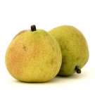8 ANJOU Pear FRUIT TREE (FF) Cutting Rooting Grafting Scion Wood SCIONWOOD 10-12.