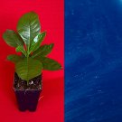Genipa Americana Jagua Genipap Jenipapo Plant Fruit That Turn Anything Blue