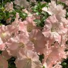 ~~GWENDA~~Azalea Rhododendron Deciduous Starter Plant~~VERY RUFFLED SOFT PINK