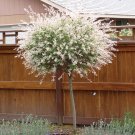 Japanese Dappled Nishiki Willow Shrub/Tree 2 1/2"" Pot - Plants and Seedlings