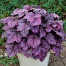 heuchera PINK PANTHER purple metallic coral bells 2.5" pot = 1 Live Potted Plant