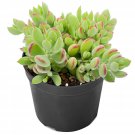 4 Inch Cotyledon pendens Succulent Plant