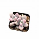 2 Inch Pachyphytum oviferum - Pink Moonstone