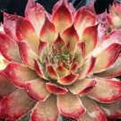 Butterscotch Baby - NEW -Sempervivum Hen Chick. Plant From Chick Charms
