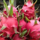 Bien Hoa Red, Purple/Red Flesh Dragon Fruit 2 new Cuttings 8" - 12"