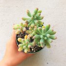 4 Inch Sedum pachyphyllum 'Jelly Beans' Succulent Plant