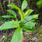 FISHTAIL PALM LIVE PLANT~Caryota mitis exotic rare palm tree palm ornamental 10""
