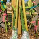 Purple Haze FRESH Thanh Long Dragon Fruit Pitaya Cactus ROOTED Starter Plant 10"