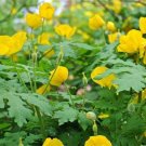 20 CELANDINE yellow POPPY bulb (Stylophorum eiphyllym , flowering-plant