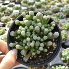 Fenesteria Baby Toes Rare Succulent Plant Shown in 4" Pot