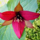 Red Trillium 10 bulbs Wood Lily (Trillium Erectum) , flowering-plant