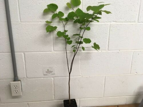 Eastern Red Bud quart pot (Cercis canadensis) , flowering-plant