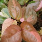 ACALYPHA LIVE PLAN~LOUISIANA RED COPPERLEAF~COPPER LEAF COLORFUL TROPICAL PLANT